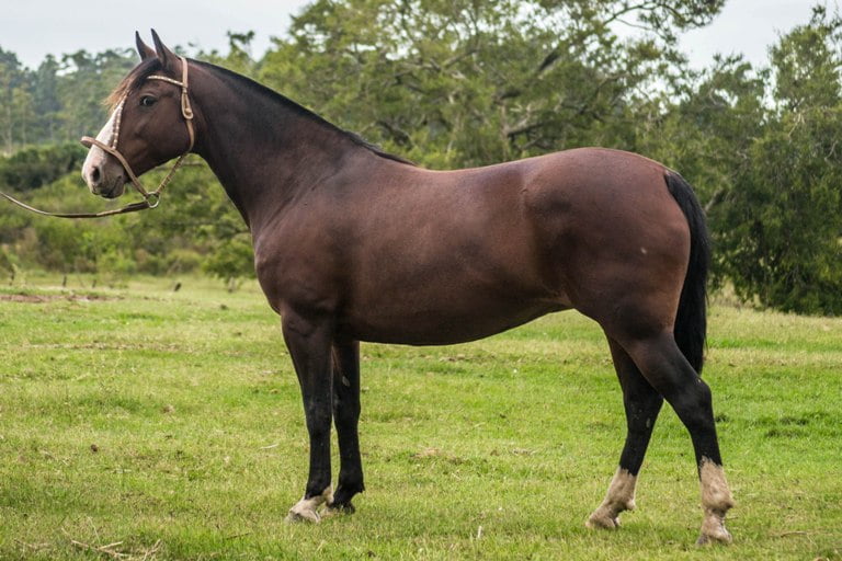 Lote CONSTANCIA RANCHERA IBERICA