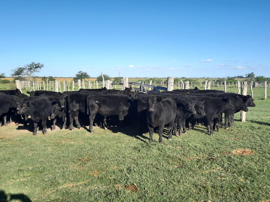 Lote SAENZ VALIENTE, BULLRICH Y Cia. S.A.