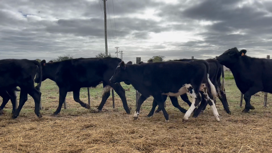 Lote NOVILLOS 1 a 2 AÑOS