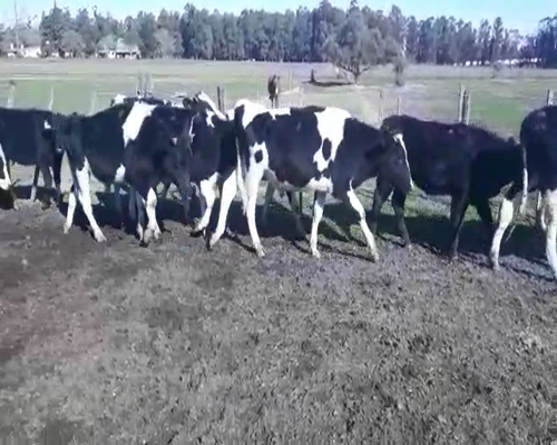 Lote 13 Terneros y Terneras HOLANDO a remate en Pantalla Camy 220 - 230kg - , San José