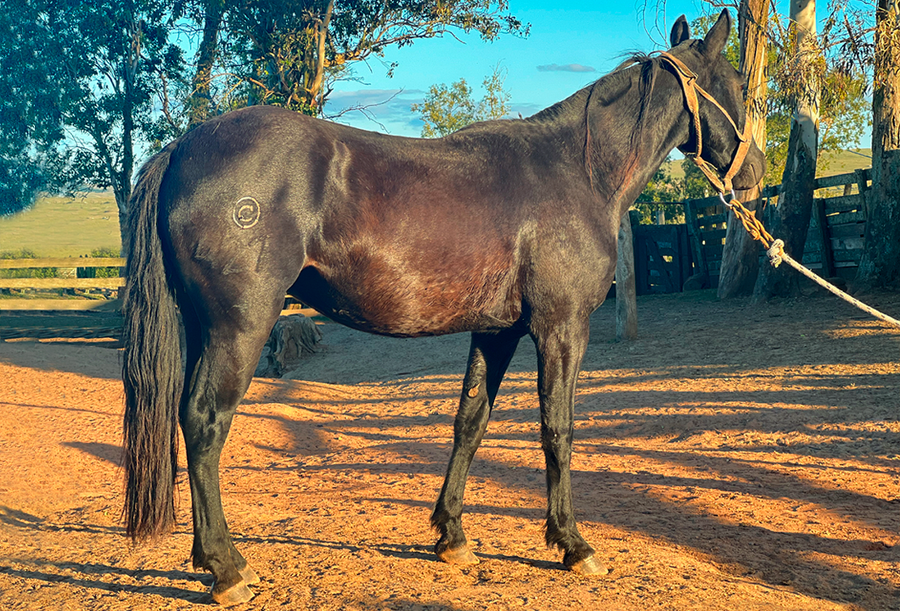 Lote ROMERO DEL CEIBAL
