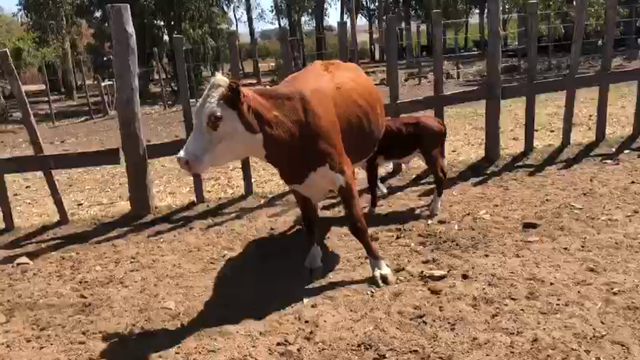 Lote 2 Piezas de cría Hereford a remate en Pantalla Camy - Liquidación de Estancia 500kg -  en Coronilla