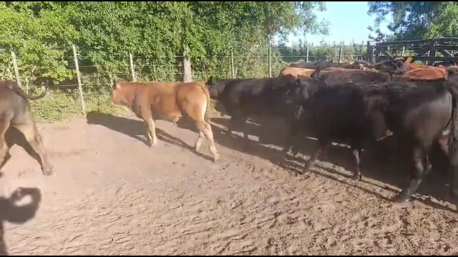 Lote 60 Terneros/as
