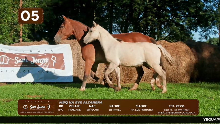 Lote LOTE 5