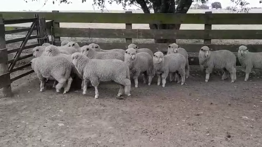 Lote (Vendido)16 Corderos a remate en PANTALLA FEDERICO GARLAND 35kg -  en AGRACIADA