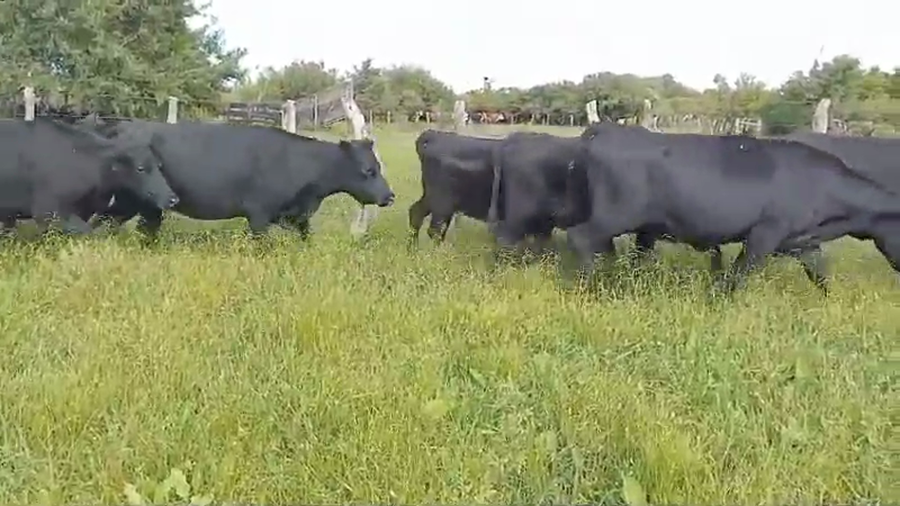 Lote 42 Vaquillonas en Federal, Entre Ríos