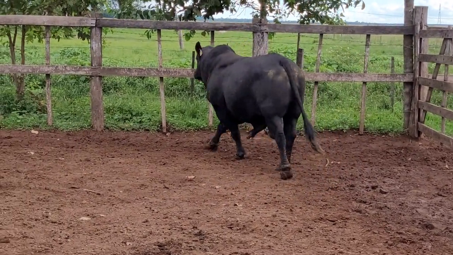 Lote Toros T. Brangus Negro a remate en Remate de Reproductores, Asunción
