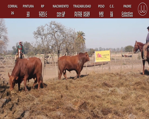 Lote TOROS BRANGUS DE CABAÑA LA TURINGIA