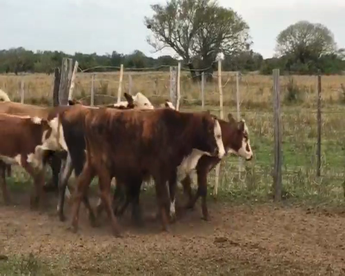 Lote 87 Terneros/as en San Luis del Palmar, Corrientes