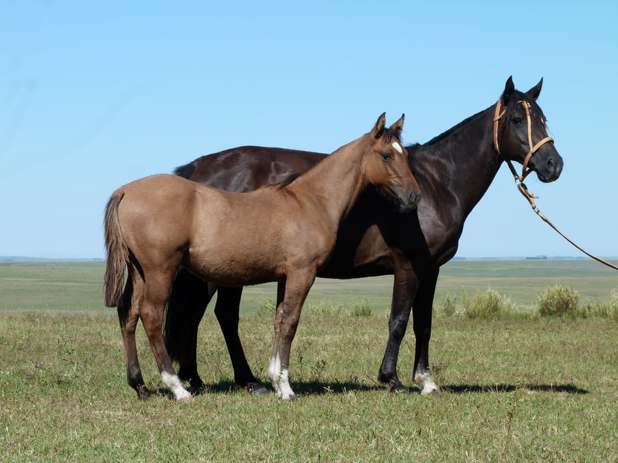Lote Atrevida de los Cardos