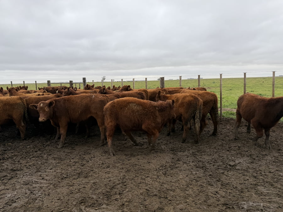 Lote 60 Terneros en Coronel Dorrego