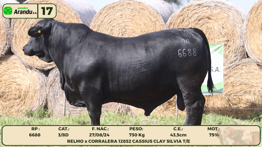 Lote LOTE 17