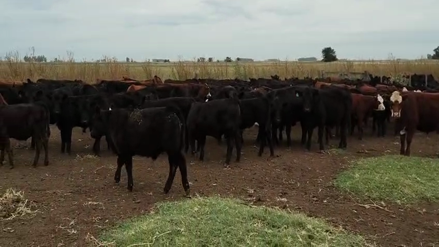 Lote 500 Terneros/as en Buenos Aires, 9 de Julio