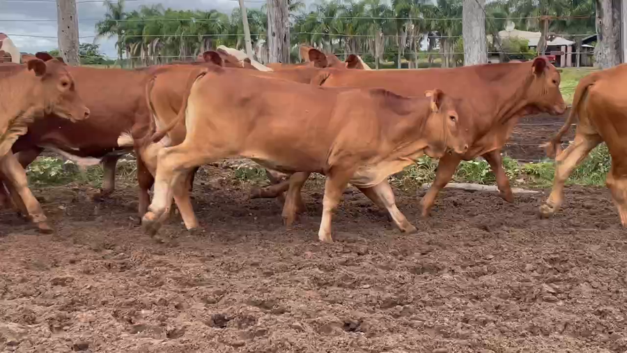 Lote 75 Terneros en Itatí, Corrientes