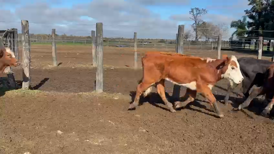 Lote 73 Terneras