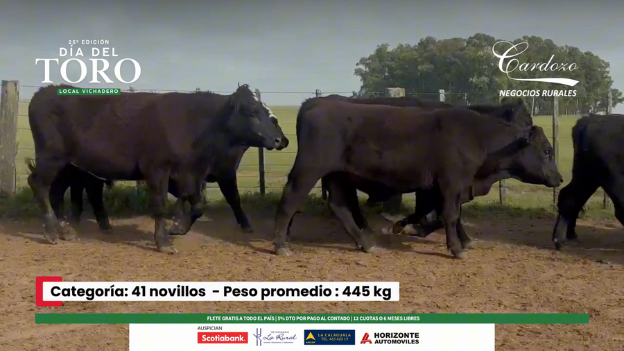 Lote 41 Novillos