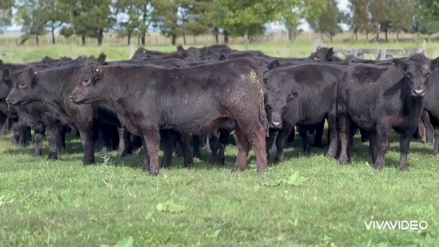 Lote 70 Terneros en Dolores, Buenos Aires