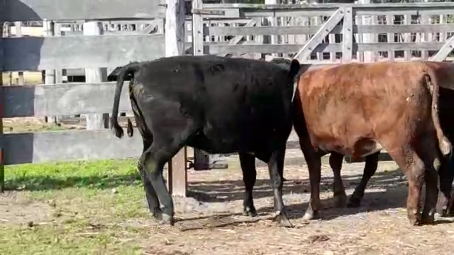 Lote (Vendido)4 Vaquillonas 1 a 2 años a remate en PANTALLA FEDERICO GARLAND 420kg -  en PLAYA FOMENTO