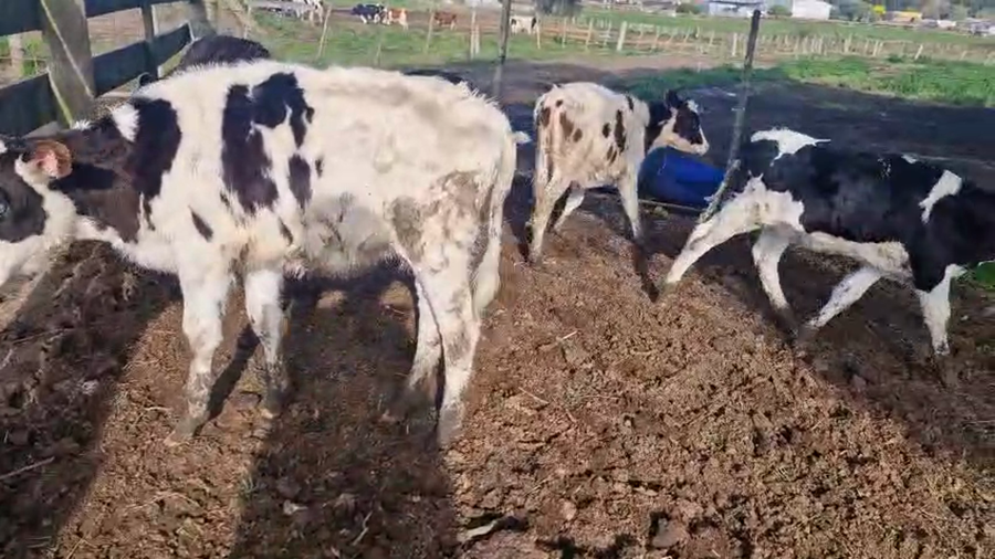 Lote 5 Terneras a remate en Pantalla Camy 110kg - , San José