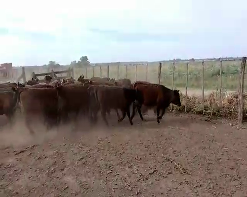 Lote 33 Terneras en San Andrés de Giles, Buenos Aires