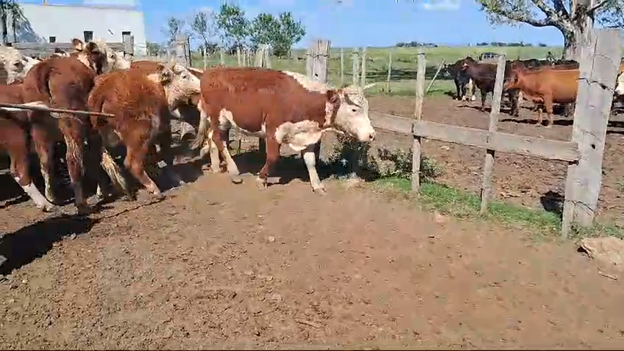 Lote 19 vaquillonas preñadas hereford