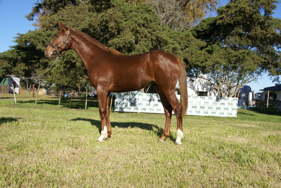 Lote LE GRAND