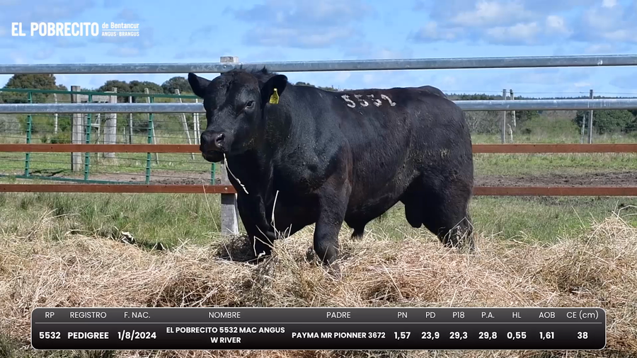 Lote Toros Angus