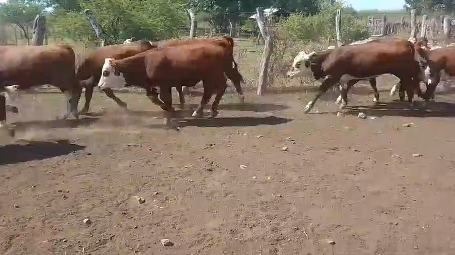 Lote 120 Terneros