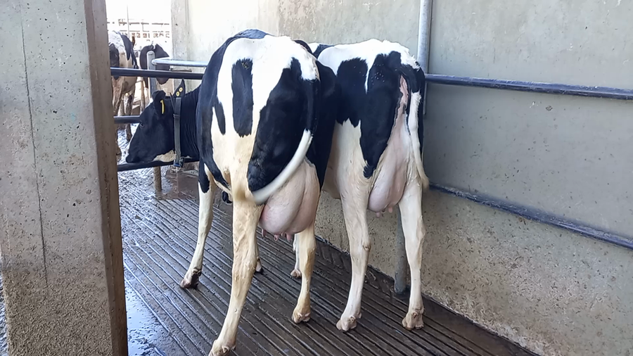 Lote Vaquillonas Paridas - La Ramada