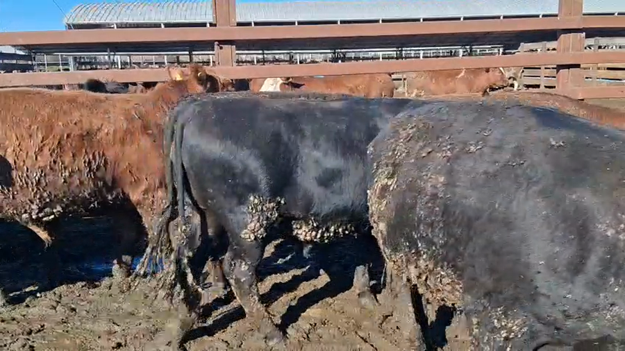 Lote 20 Novillo Gordo en Los Ángeles, VIII Región Biobío