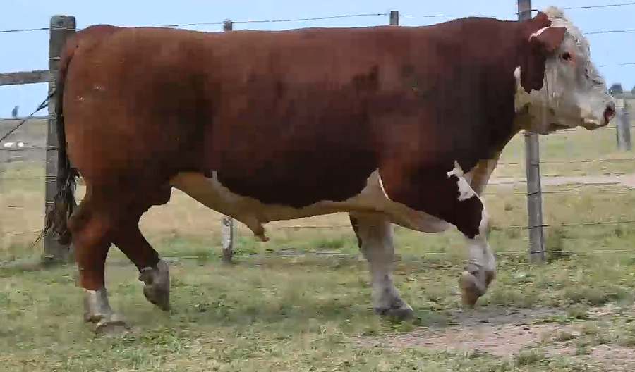 Lote TOROS H RP 5121 5137 5141