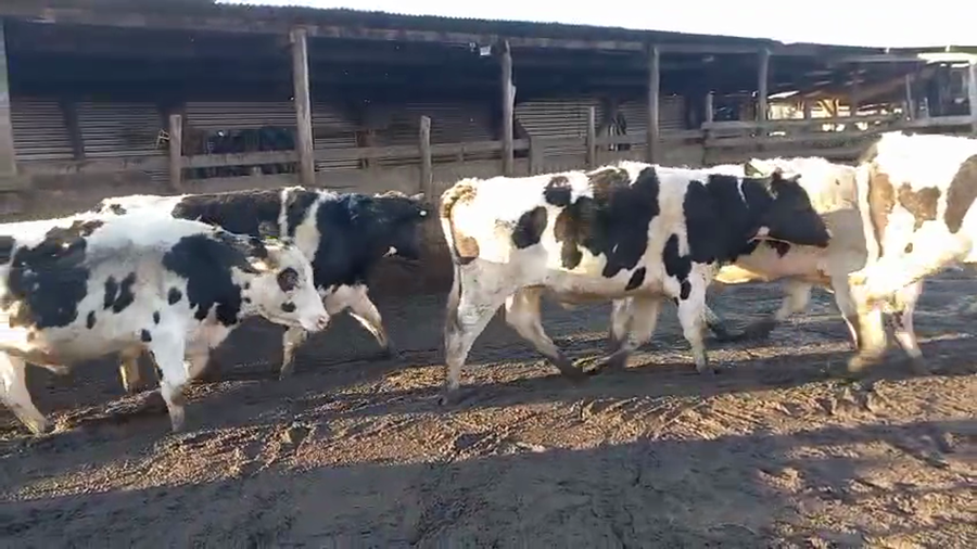Lote 40 Novillo Gordo en Cabrero, VIII Región Biobío