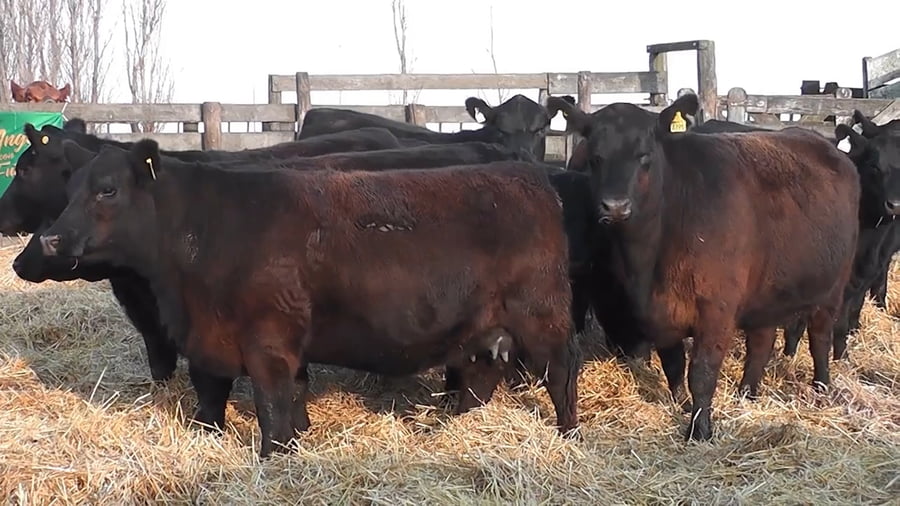 Lote “SAN BAUTISTA DEL SUR” “VAQUILLONAS MADRES ANGUS SELECCIONADAS CON GARANTÍA DE PREÑEZ”