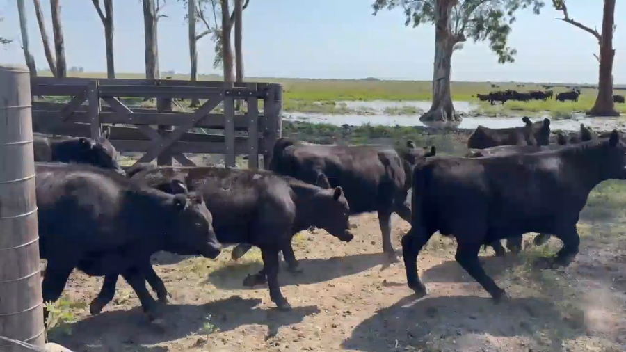 Lote 70 Terneros en Entre Ríos, Los Conquistadores