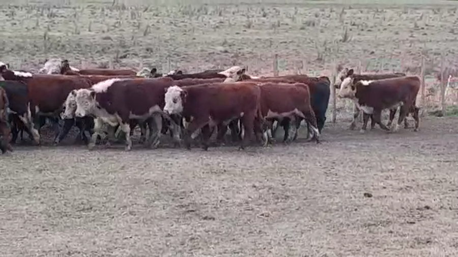 Lote (Vendido)27 Terneros HE/ NO a remate en PANTALLA GARLAND 240kg -  en LA PALMA