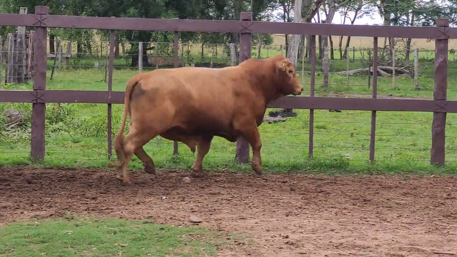 Lote Toros T. Brangus Rojo a remate en Remate de Reproductores, Asunción