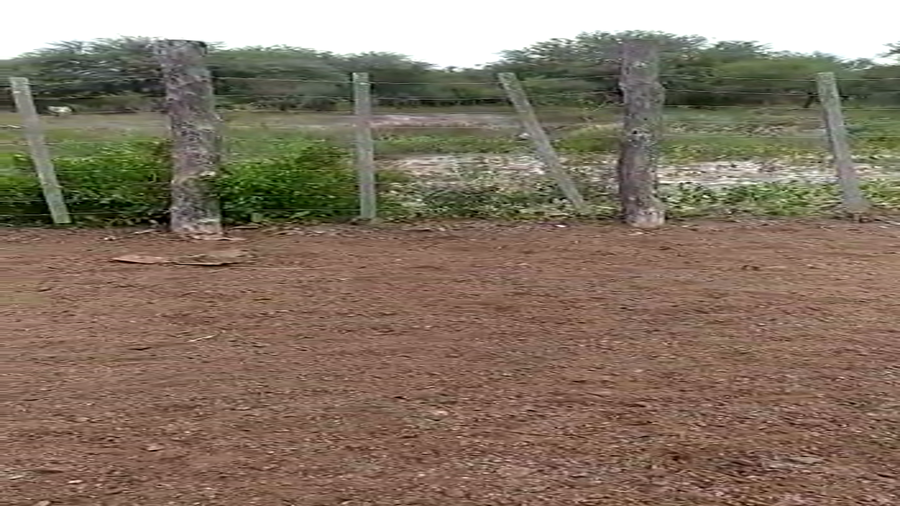 Lote 34 Vacas de invernar en Los Amores, Santa Fe