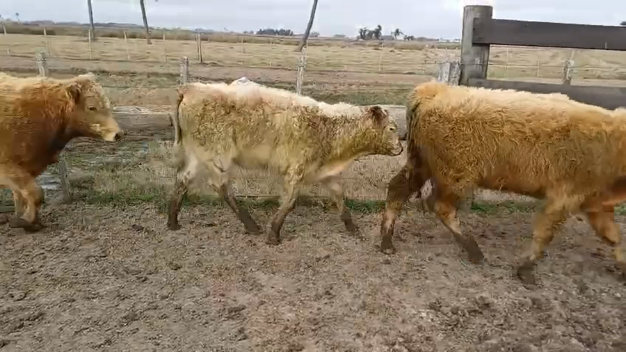 Lote 30 Terneros 2 AA,  1 SH,  27 CH X LI a remate en 5º Remate Pantalla Bachino 210kg -  en ESTERO DE PELOTAS, A 12KM DE RUTA 15, A 65KM DE LASCANO Y A 20KM DE CEBOLLATÍ