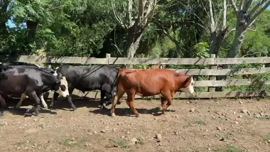 Lote NOVILLOS 1 a 2 AÑOS