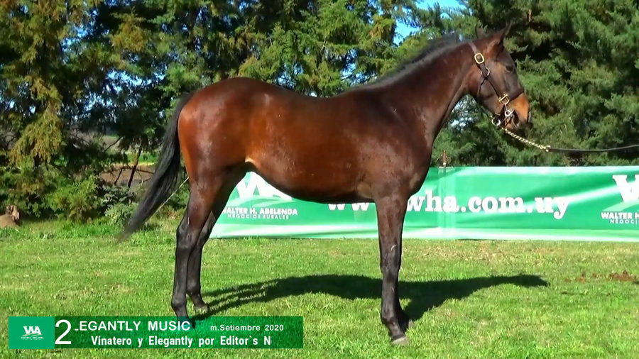 Lote ELEGANTLY MUSIC