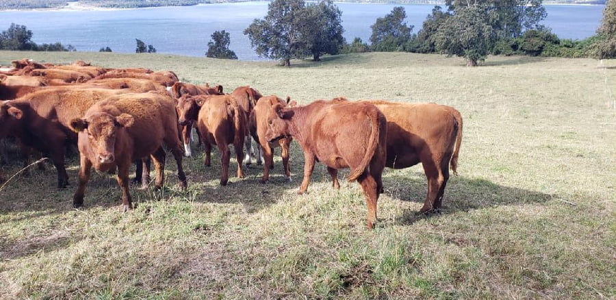 Lote 50 Vaquilla Engorda en Futrono, XIV Región Los Ríos