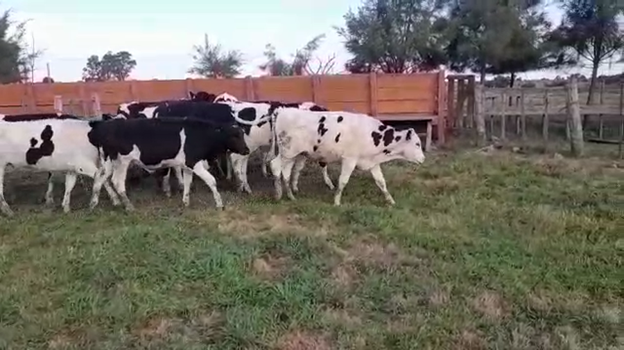 Lote (Vendido)13 Novillos HOLANDO a remate en PANTALLA FEDERICO GARLAND 290kg -  en CUFRE