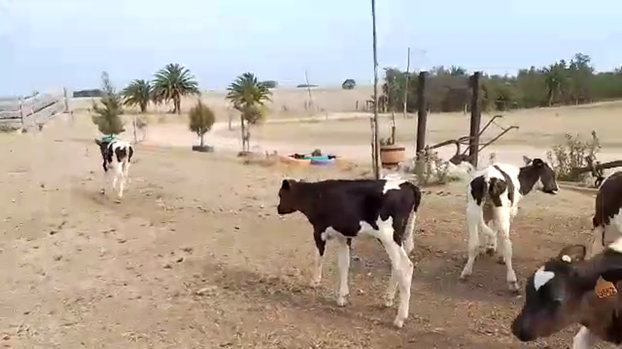 Lote 15 Terneros Holando y Cruza a remate en Pantalla Camy - Liquidación de Estancia en Chamizo