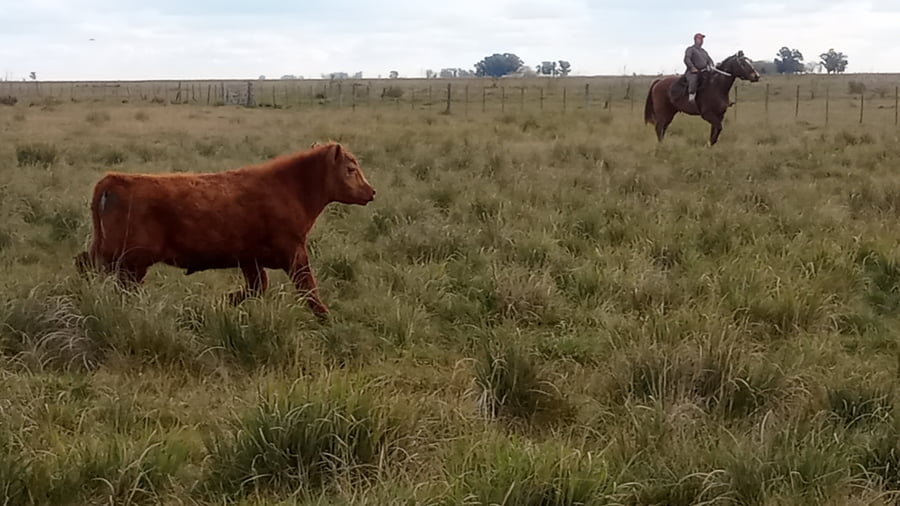 Lote 35 Terneros en Buenos Aires, Tapalqué