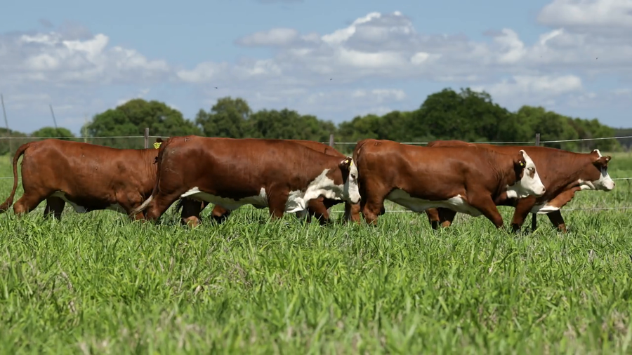 Lote Vaquilla Para Servicio
