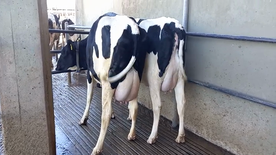 Lote Vaquillonas Paridas - La Ramada