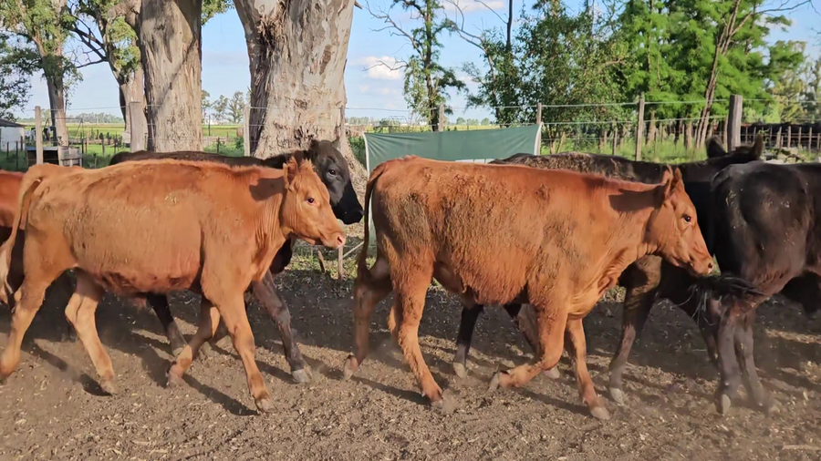 Lote 50 Novillitos EN BOLIVAR