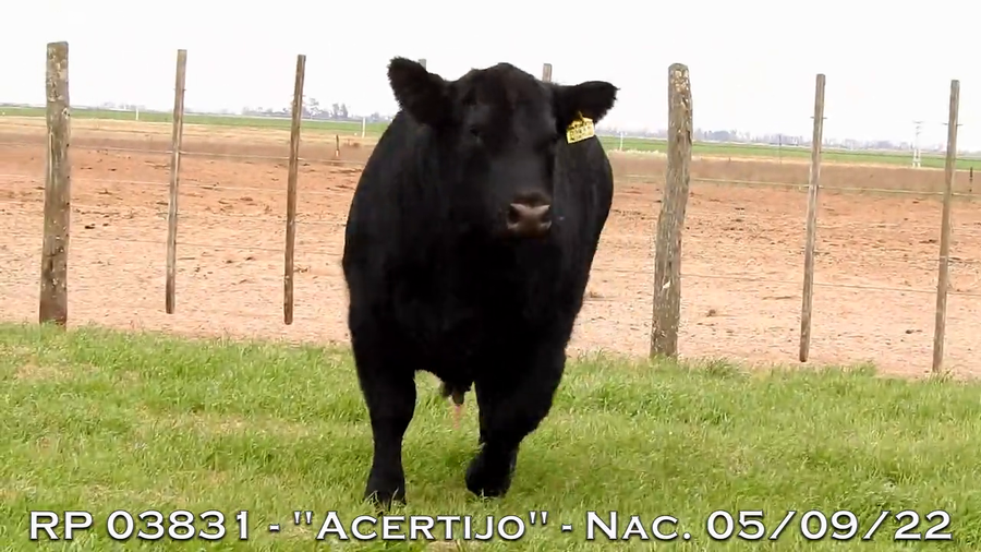 Lote TOROS PUROS DE PEDIGREE