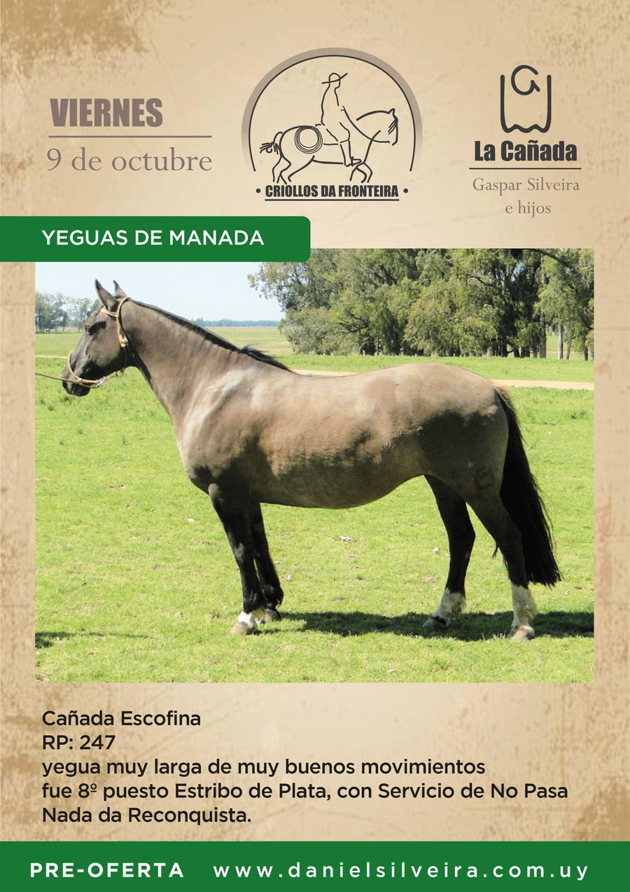 Lote Criollo da Fronteira Cañada Escofina RP: 247