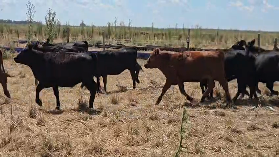 Lote 55 Vaquillonas en Buenos Aires, Olavarría